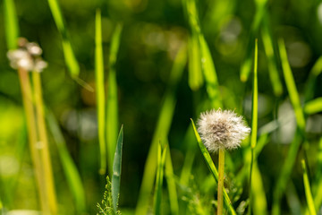 Potrait of dandelion on sunshine with grass in the background
