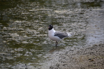 Black-headed Gull