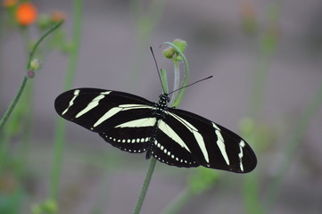 Butterfly in the garden