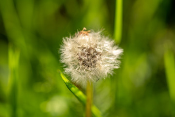 A close-up of a dandelion with some grass
