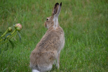 Jack Rabbit