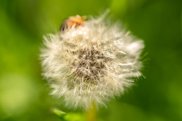A marco photo of a dandelion in an green environment