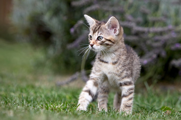 Small gray striped european shorthair cat plays in the garden
