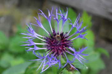 Blume mit Insekt