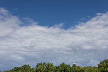 Obraz premium Landscape photo of the tops of a clump of trees