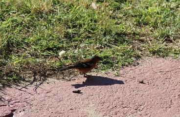 Oiseau