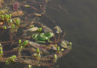 Grosse grenouille