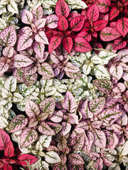 White, red and pink foliage, Hypoestes phyllostachya, garden plant, known as polka dot plant. © silviopl