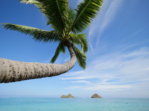 palm tree in tropical Lanikai Beach Kailua Hawaii with twin islands the mokes