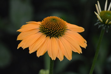 Coneflower in the garden