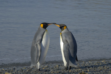 Naklejka na ściany i meble King Penguins, South Georgia Island, Antarctic