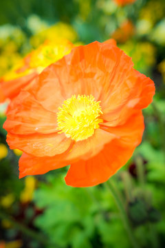 Orange Mohnbl&uuml;te