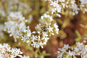 insecte pollenisateur
