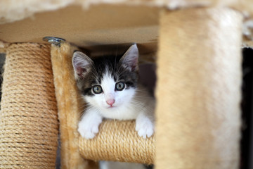 Small gray striped european shorthair cat plays in the garden

