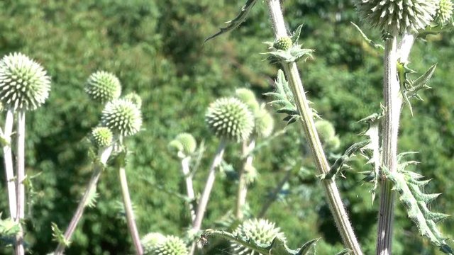 Brood hunters, fragrant honey plant during flowering close-up with zoom and camera effect