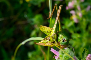 Closeup of a great green bush-cricket feeding on leaves. (Tettigonia viridissima) carnivorous and arboreal insect.