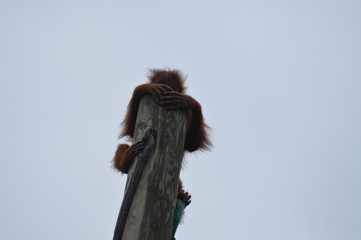 Orangutan climbing a post