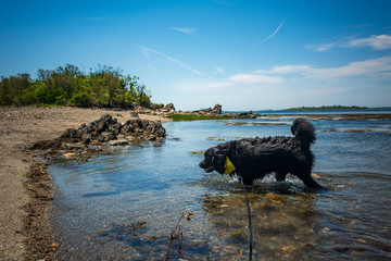 Bear the Newfoundland dog at Pott's Point beach, Harpswell, ME