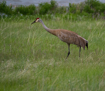 Sandhill Crane with tan and gray feathers on its body and red and ivory feathers on its head walking away from the camera.