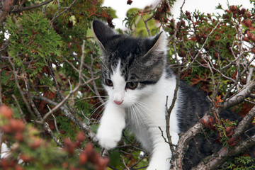 Naklejka na ściany i meble Small gray striped european shorthair cat plays in the garden 