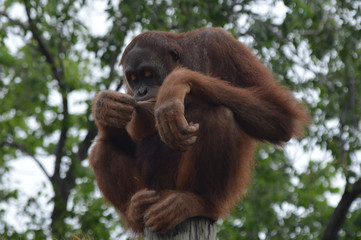 Orangutan in the outdoors
