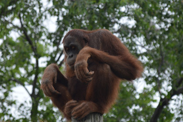 Orangutan in the outdoors