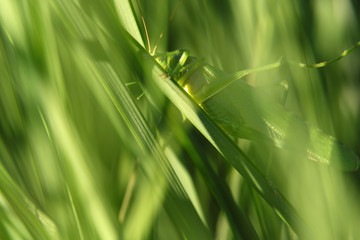Heuschrecke - Grünes Heupferd - Stockfoto