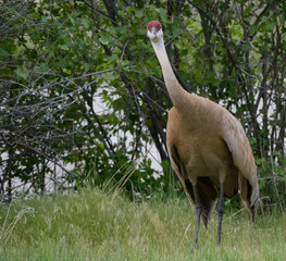 An Adult Sandhill Crane Startled by the Camera while standing in tall grass.