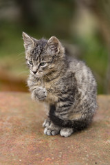 Fototapeta na wymiar Adorable Kitten
