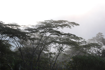 Obraz na płótnie Canvas tropical canopy