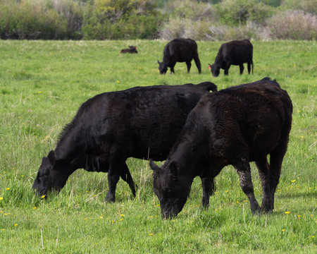 Black Angus Cows Grazing on Grass in a lush green meadow.