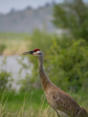 Close Up of the Head and Torso of a Sandhill Crane Facing Left with an Open Beak