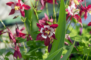 Bridge of Flowers