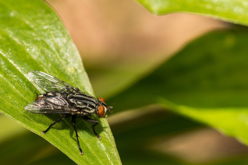 Flesh Fly (Sarcophagidae spp.)