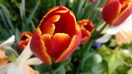 Red yellow tipped tulips
