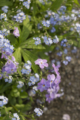 Bridge of Flowers