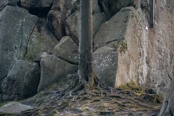 old tree in mountain with root web;