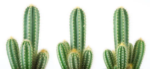 Keuken spatwand met foto mooie gekweekte cactus geïsoleerd op wit, kan worden gebruikt als achtergrond © Kanea