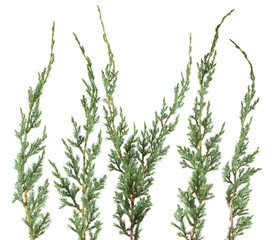 fresh green isolated conifer leaves on white, can be used as template for decoration, background