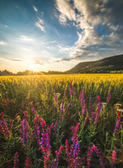 Golden Field and Flowers Illuminated by Setting Sun with Braunsberg Hill and Cloudy Sky in the Background