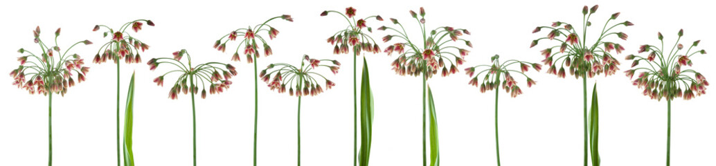 beautiful flowers and plants of Sicilian Honeywell, allium, liver, isolated, can be used as background - 210598327