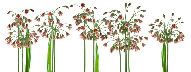 beautiful flowers and plants of Sicilian Honeywell, allium, liver, isolated, can be used as background - 210598335