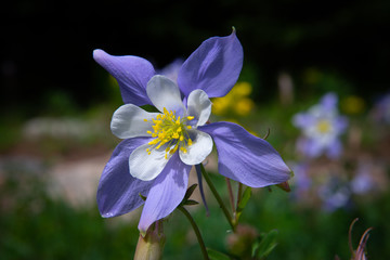 Perfect Colorado blue columbine flower on a mountainside in the Rocky Mountains of Colorado