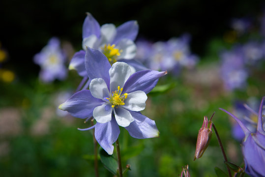 Perfect Colorado blue columbine flower on a mountainside in the Rocky Mountains of Colorado