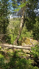 Fallen tree