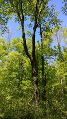 Fototapeta premium Forest of trees