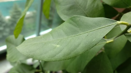 Green leafy plant