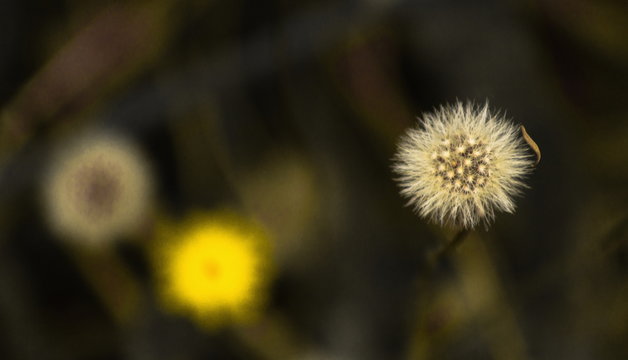 Close up image of a dandelion seed ball with copy space