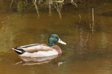 Close up image of a male mallard duck on a swamp pond with copy space.