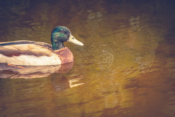 Close up image of a male mallard duck on a swamp pond with copy space.